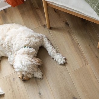 goldendoodle type of dog sleeping on a coretec vinyl floor