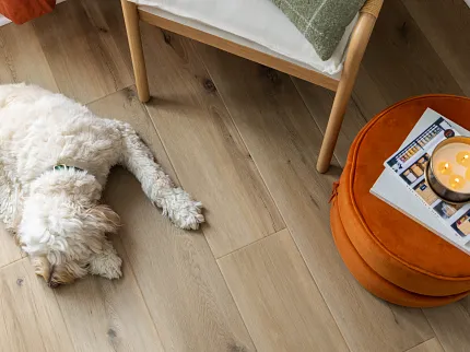 Coretec Residential WPC Luxury Vinyl Plank Flooring - Natural Wood Look, 72.05x8.85 inches Cozy living room scene with a fluffy white dog resting on Coretec Residential WPC luxury vinyl plank flooring in a natural wood look, featuring dimensions of 72.05x8.85 inches