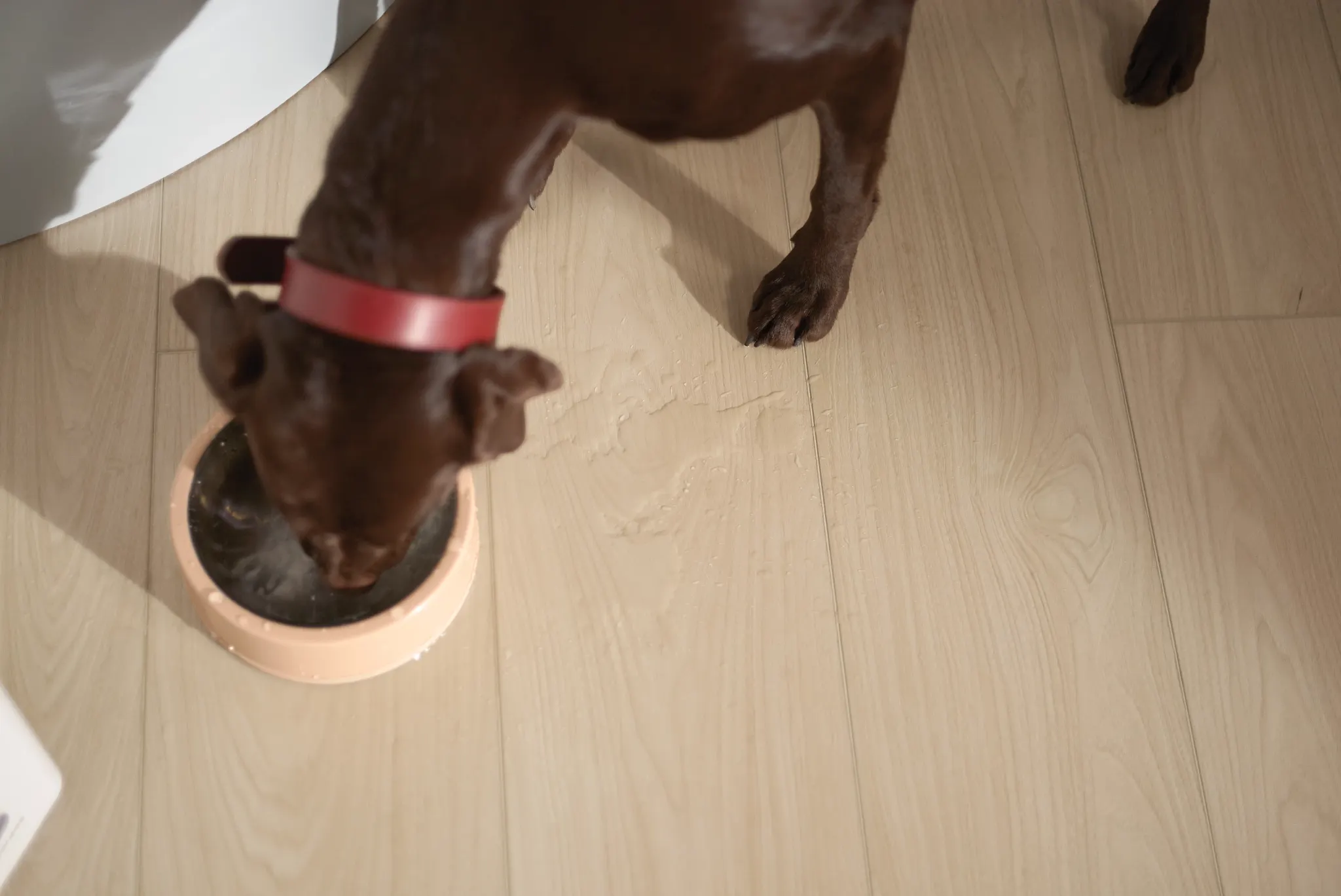 Brown dog drinking water on light wood flooring