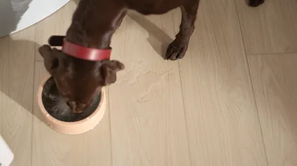 Light wood flooring with brown dog drinking water Brown dog drinking water on light wood flooring