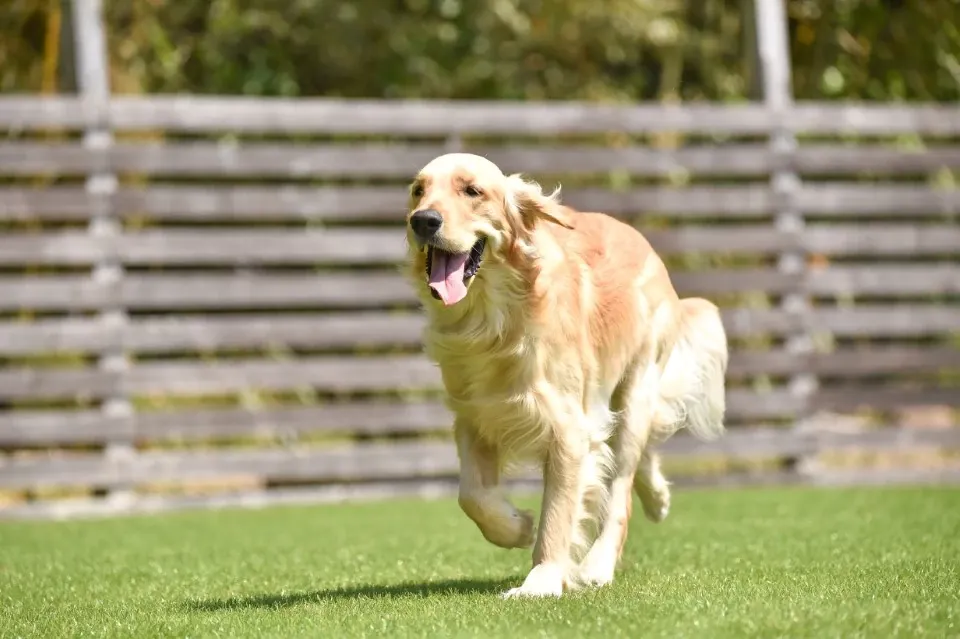 Golden retriever running on green grass