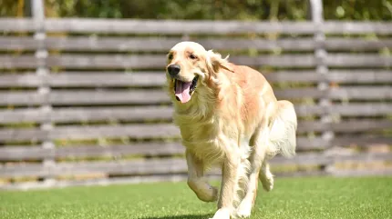 Playful dog enjoying outdoor space Golden retriever running on green grass