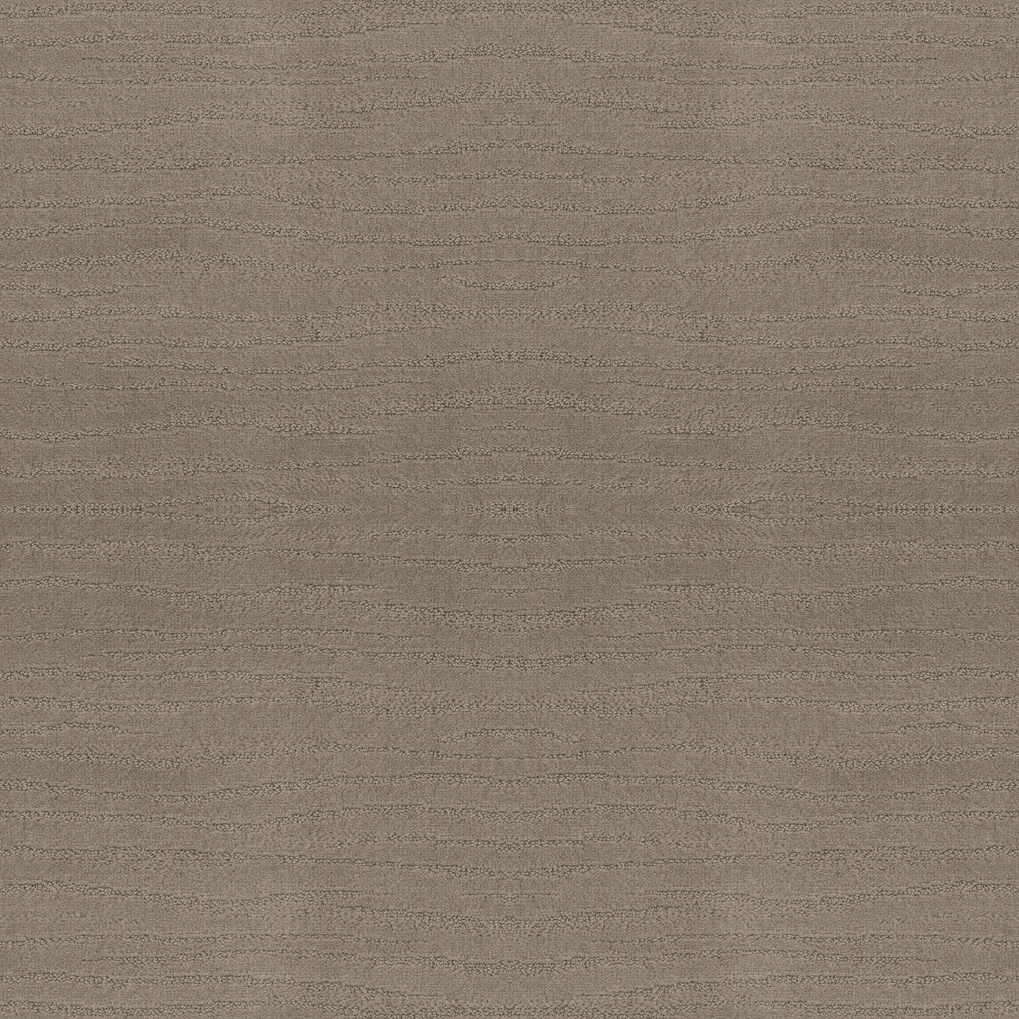 CAPISTRANO KOALA MAIN