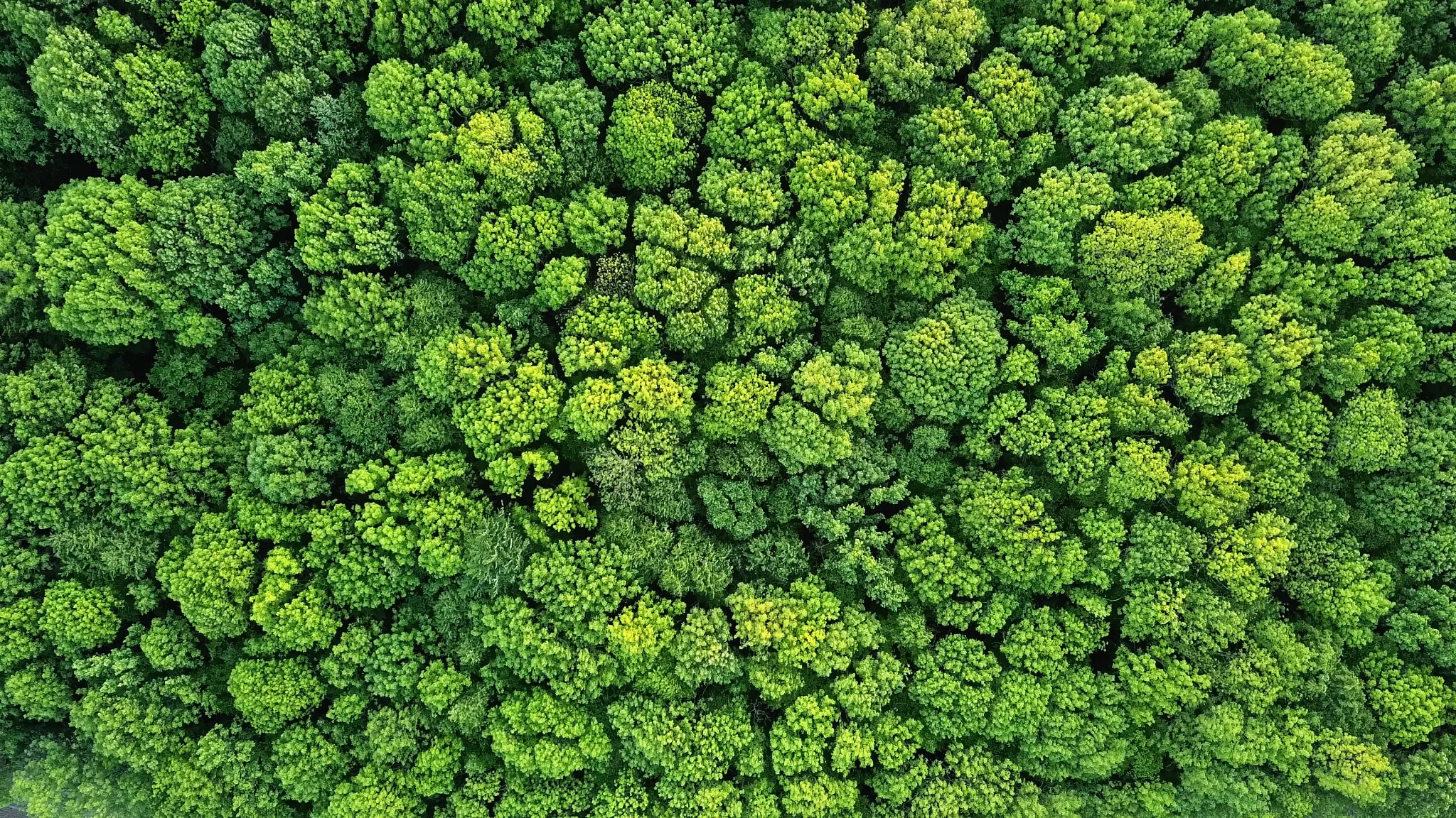 Aerial view of lush green forest canopy, showcasing vibrant shades of green.
