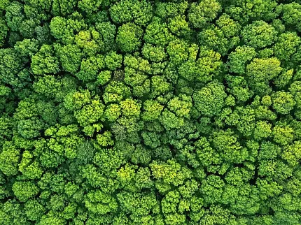 Aerial Forest Canopy - Vibrant Green Nature Scene Aerial view of lush green forest canopy, showcasing vibrant shades of green.