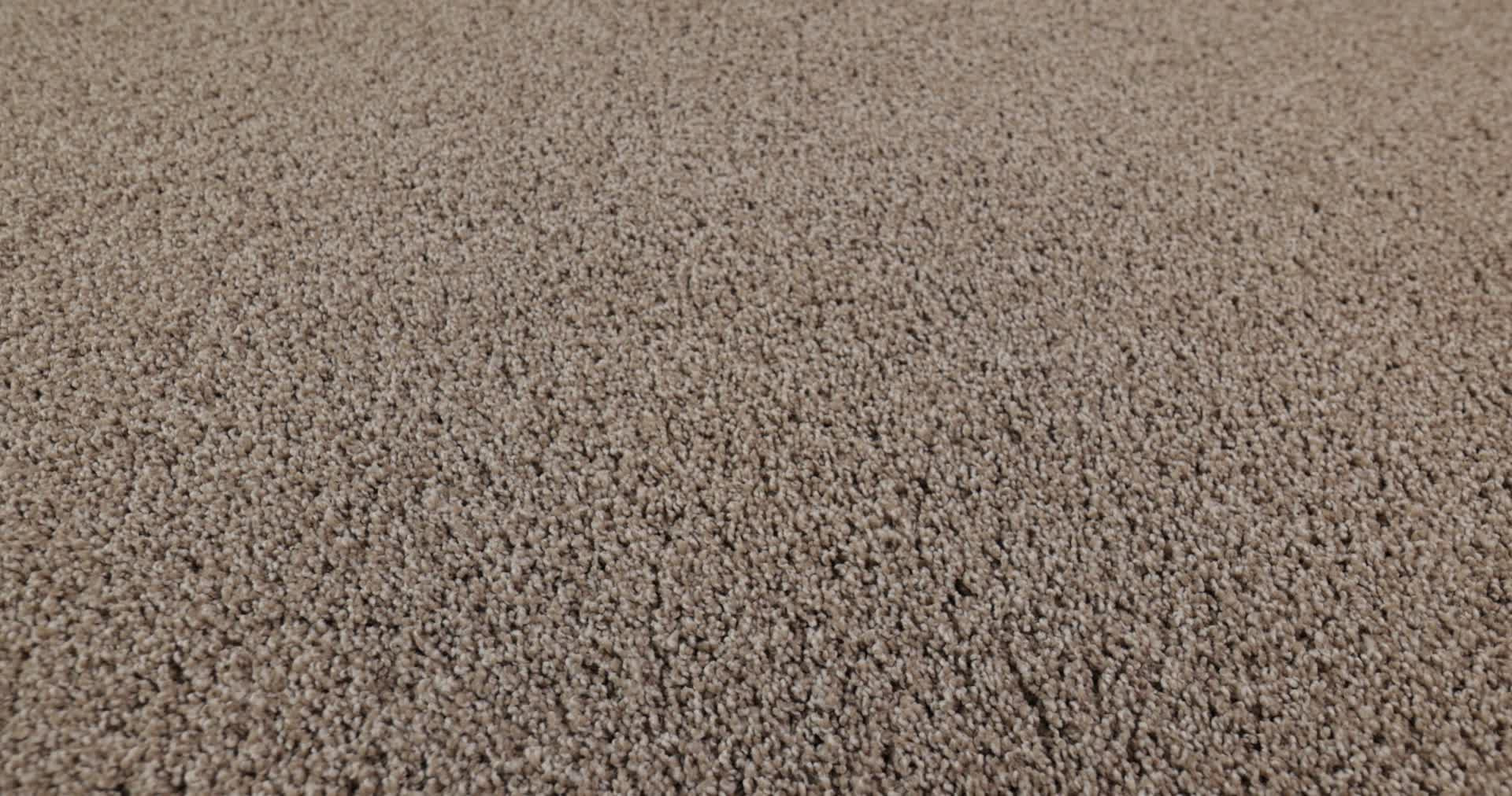 ACADIA PARK MUSHROOM 360PROD