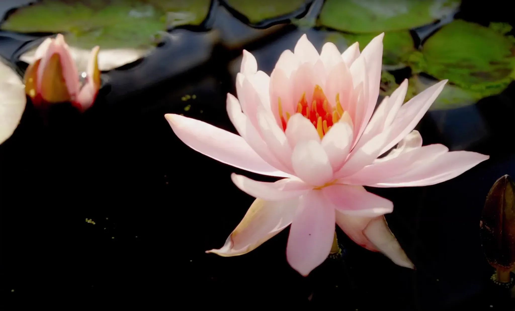 Pink water lily with green lily pads in a pond
