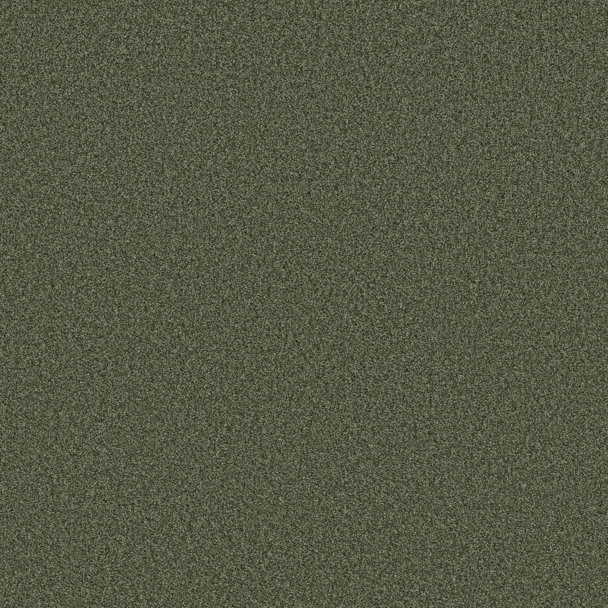 TONAL COMFORT I OLIVE GROVE MAIN