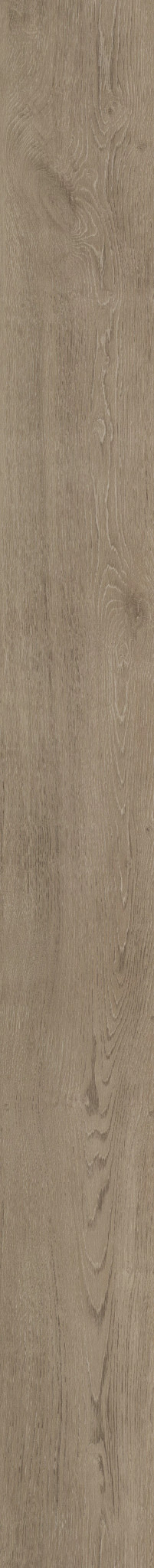 BALTIMORE OAK 77 1TO1