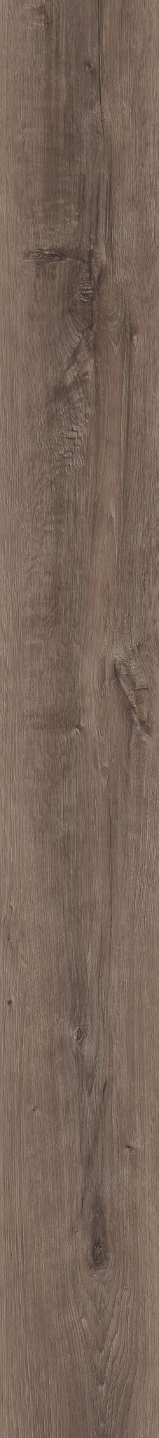 MALTESE CINDER OAK 1TO1