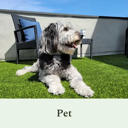 Comfortable pet-friendly artificial grass for outdoor spaces Dog relaxing on artificial pet grass with outdoor furniture