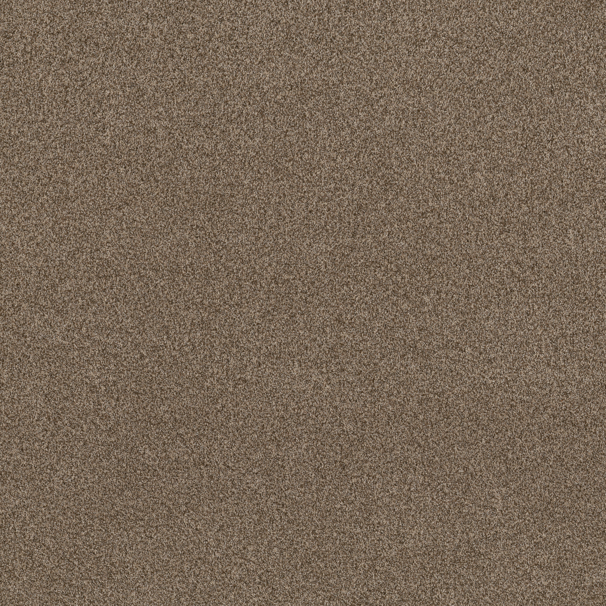 TERRA NOVA JOSHUA TREE MAIN