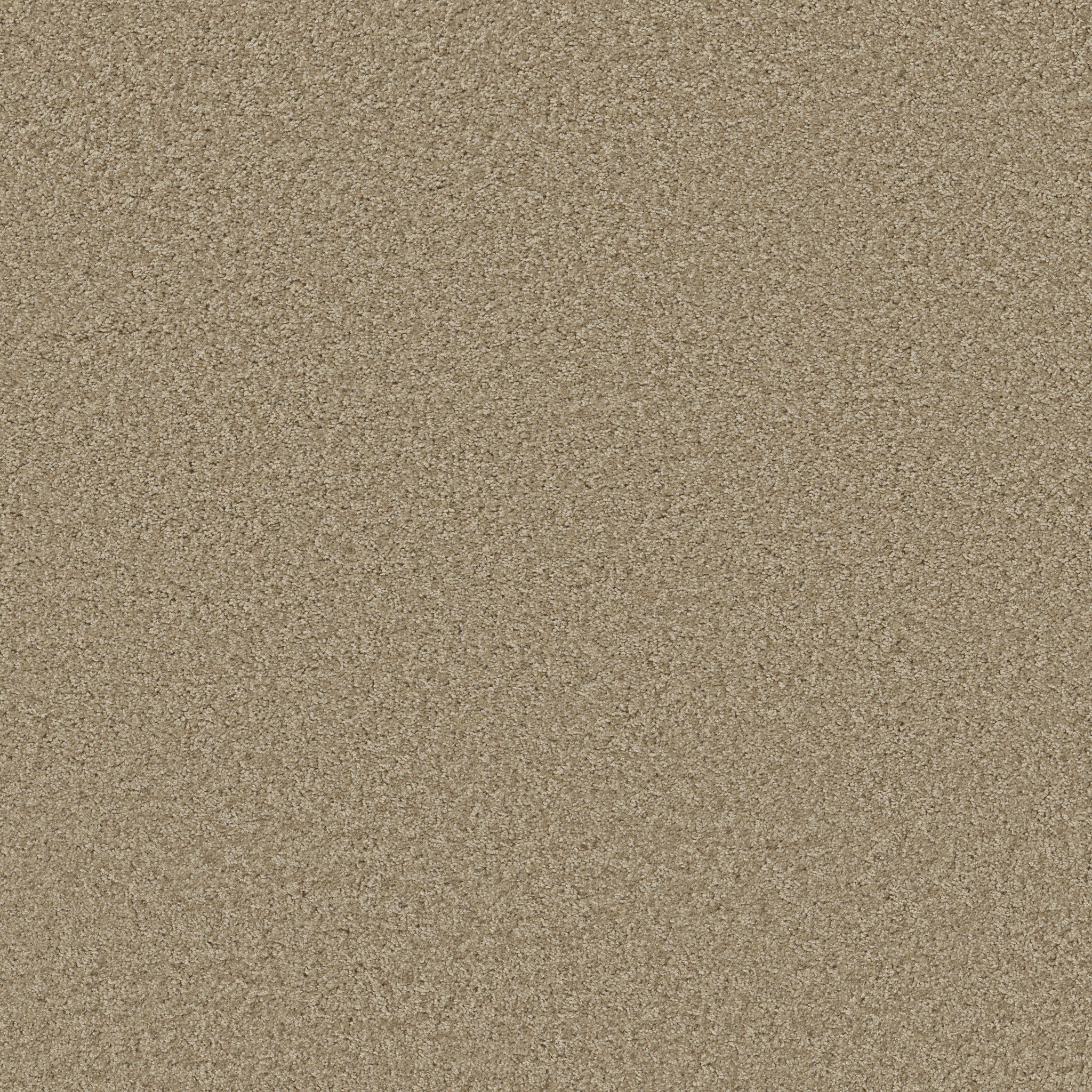 IDLE-TIME-54836-SAND-DOLLAR-00103-main-image