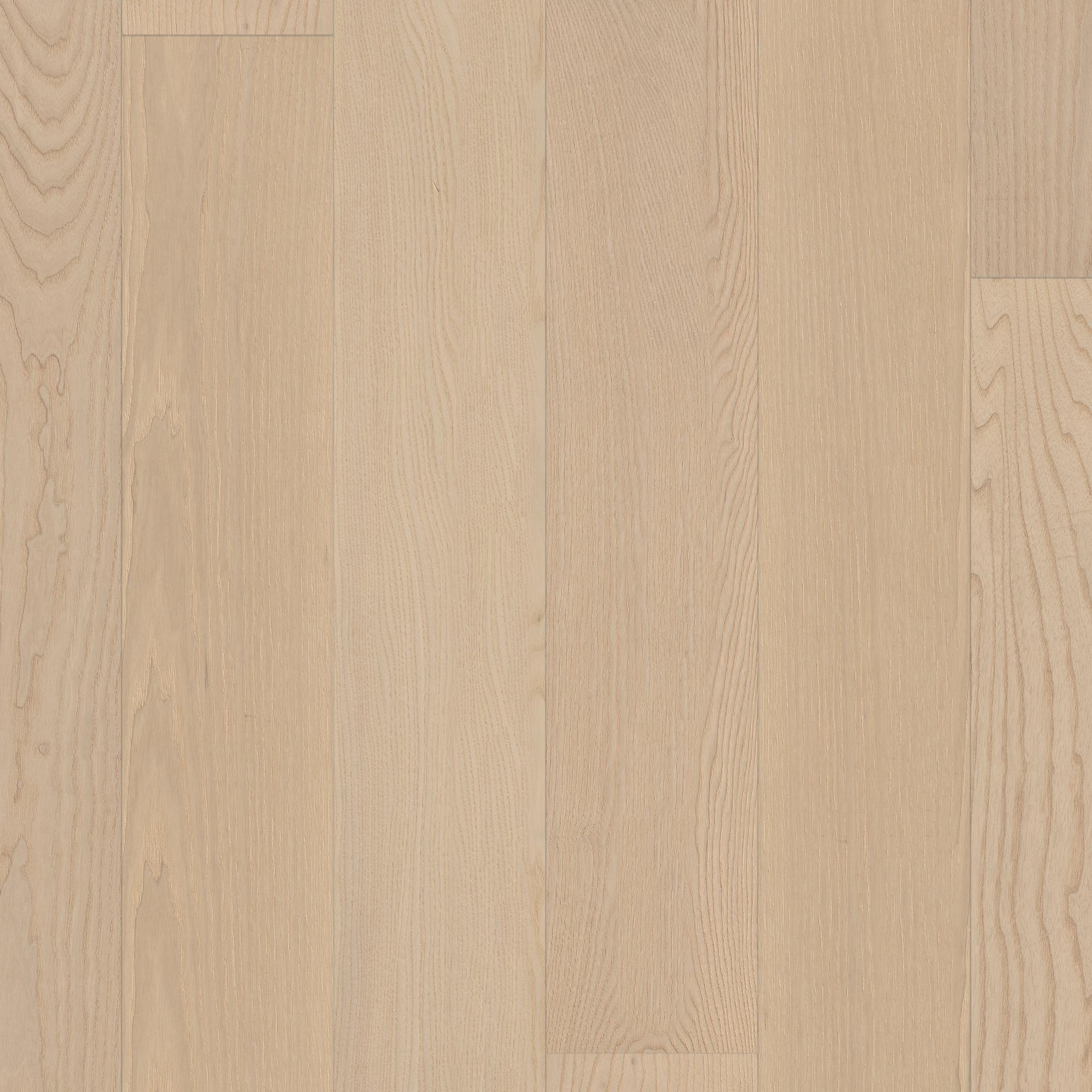European Ash in Plaza