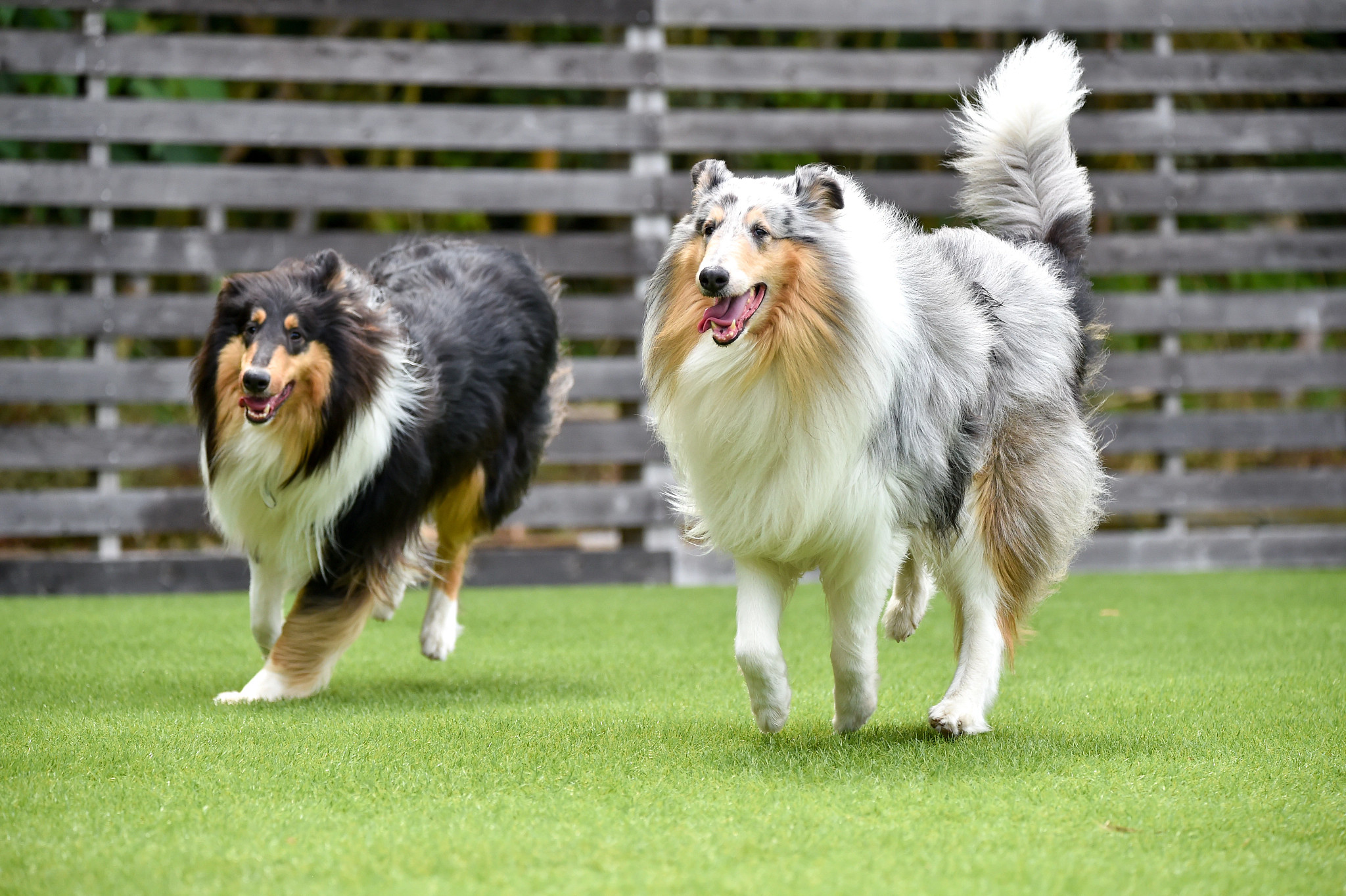 Turf with 2 dogs running