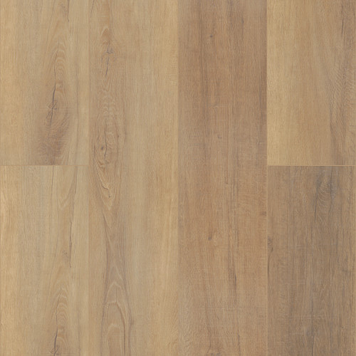 Canterbury Elm