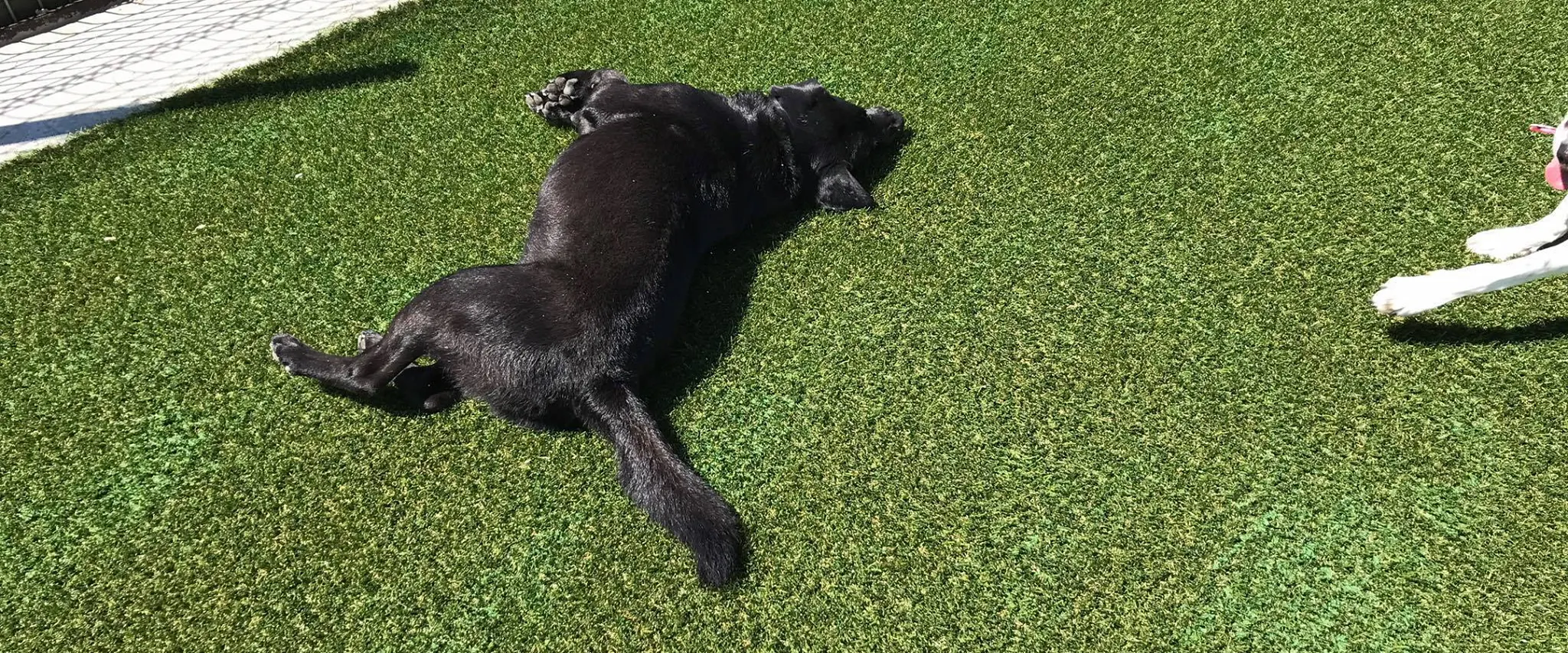 Black dog lying on artificial grass