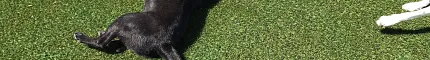 Black dog lying on artificial grass