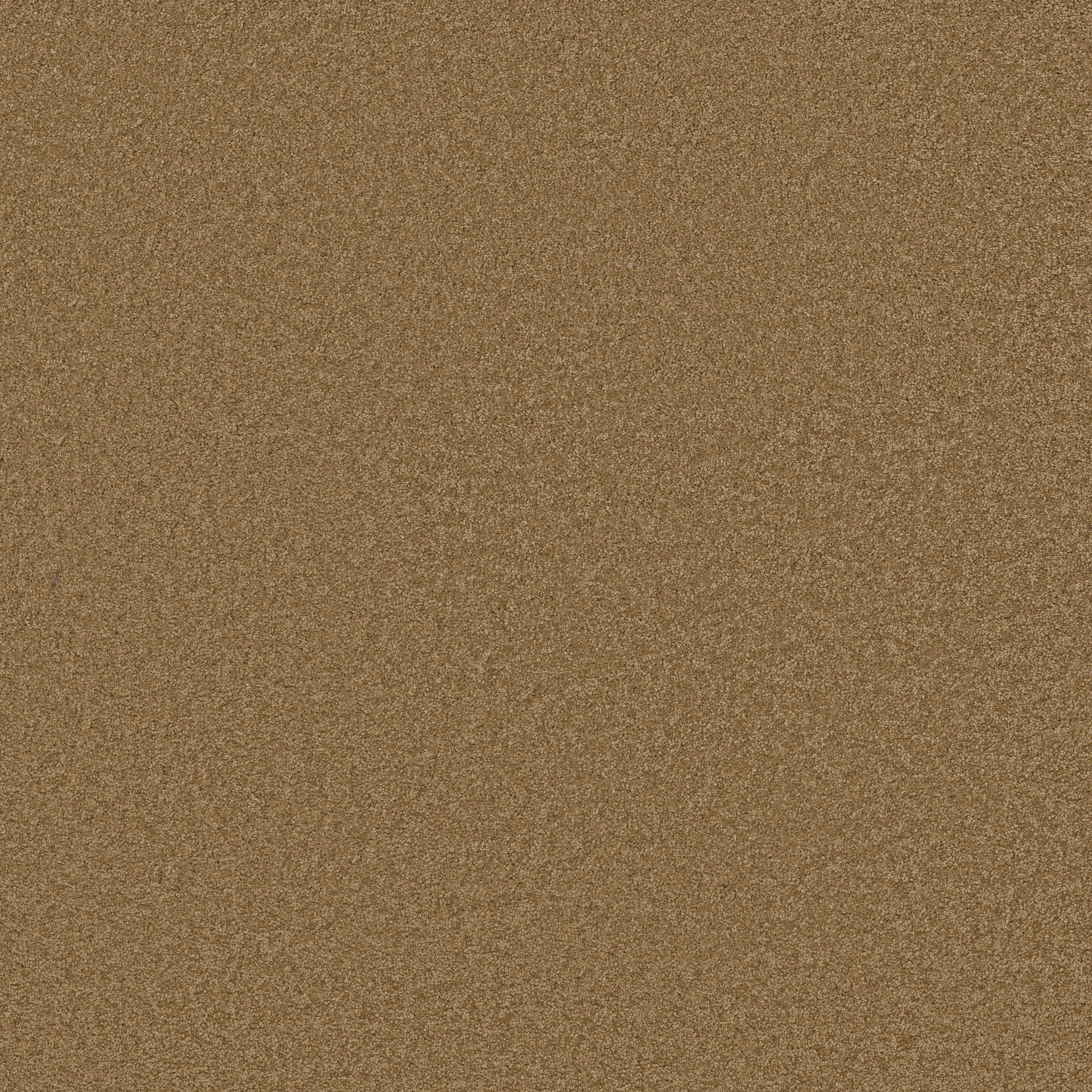 LOYAL BEAUTY III ENGLISH TOFFEE MAIN