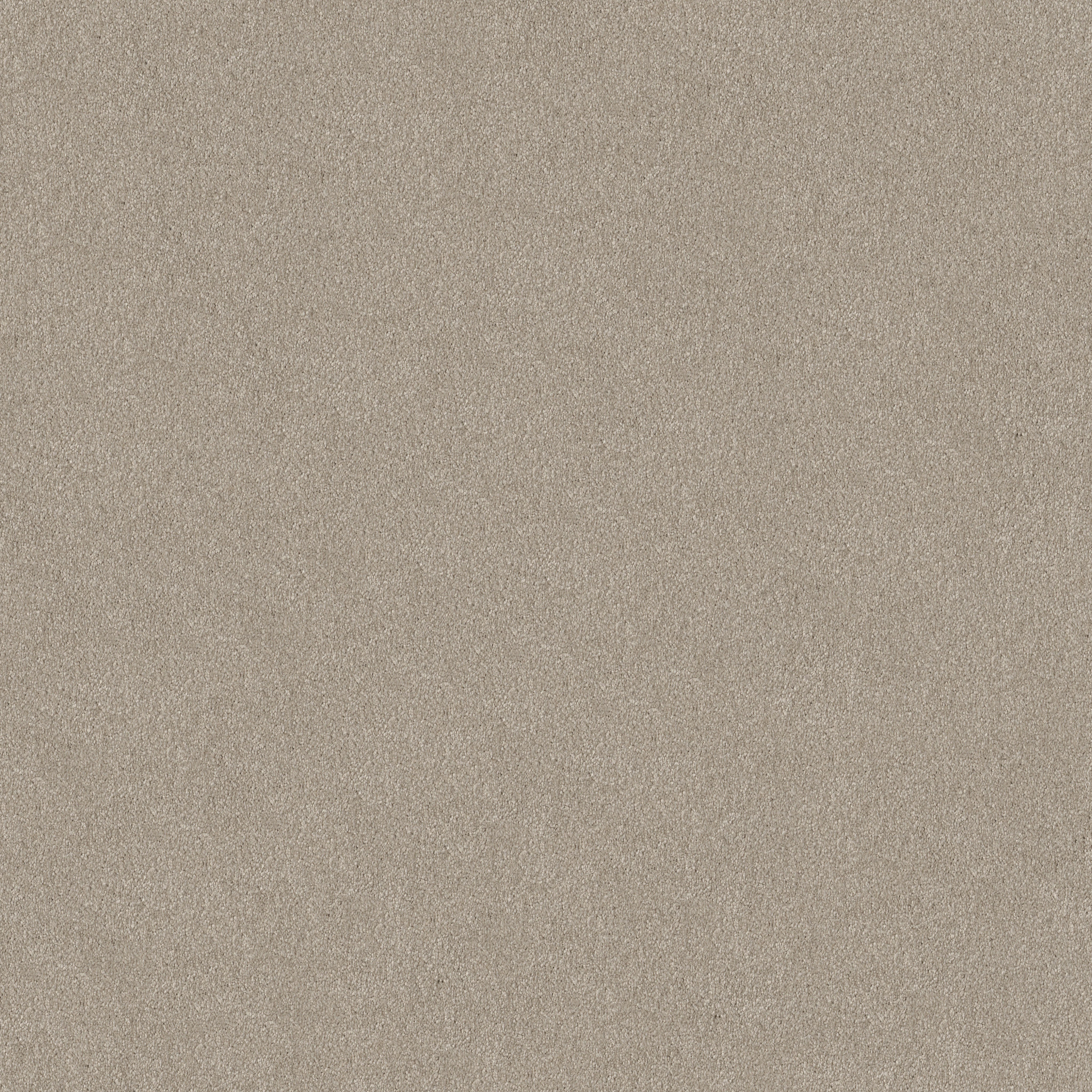 MAJORITY RULES GREIGE MAIN