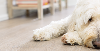 A close up of a dog lying on a COREtec floor
