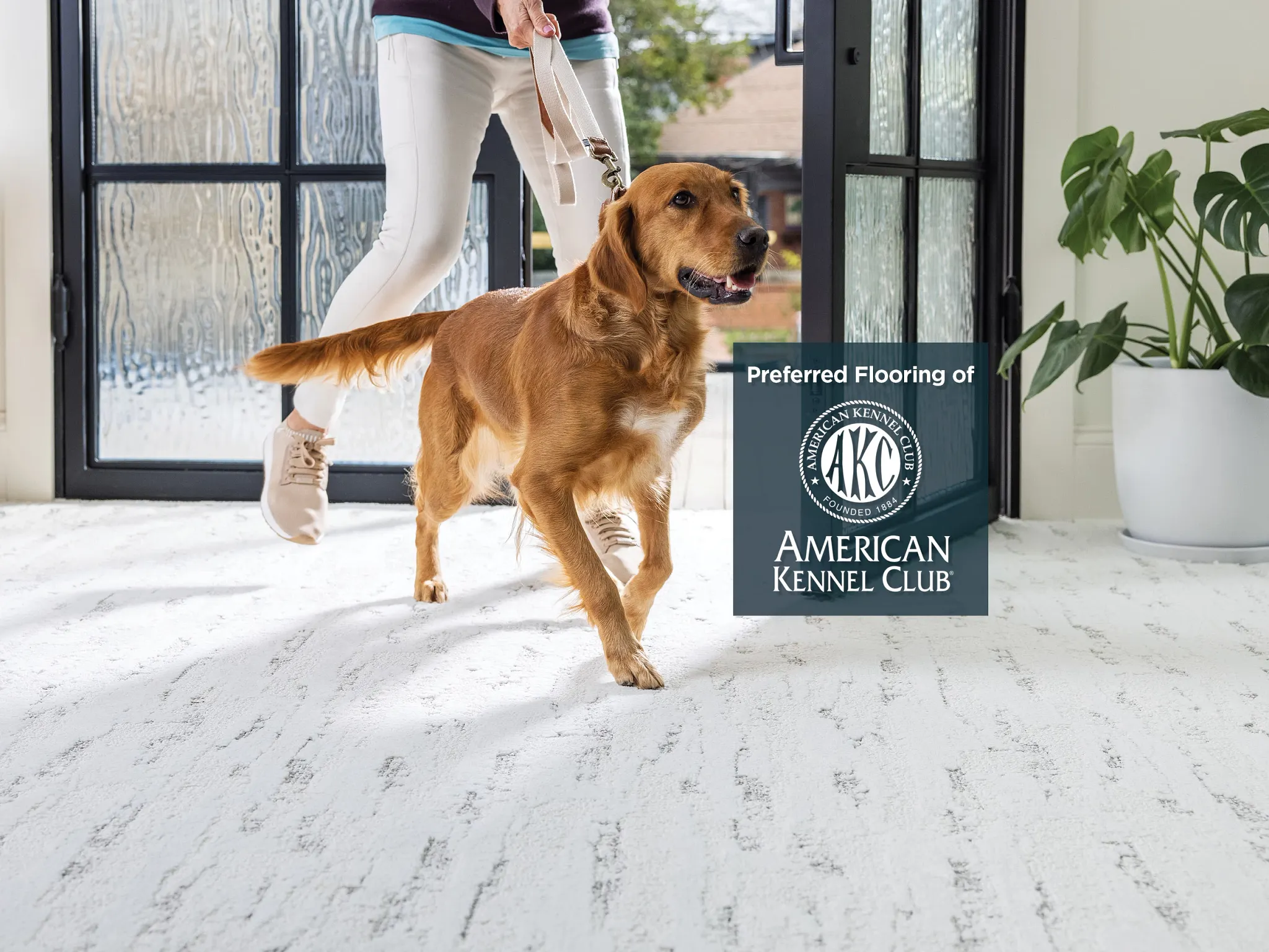 A golden retriever walks into a brightly lit room on a leash, trotting on Pet Perfect carpet from Shaw Floors. The image includes a graphic that reads "Preferred Flooring of American Kennel Club"
