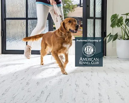 Preferred Flooring of American Kennel Club A golden retriever walks into a brightly lit room on a leash, trotting on Pet Perfect carpet from Shaw Floors. The image includes a graphic that reads "Preferred Flooring of American Kennel Club"