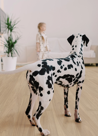 A dog standing on a vinyl floor with children in background