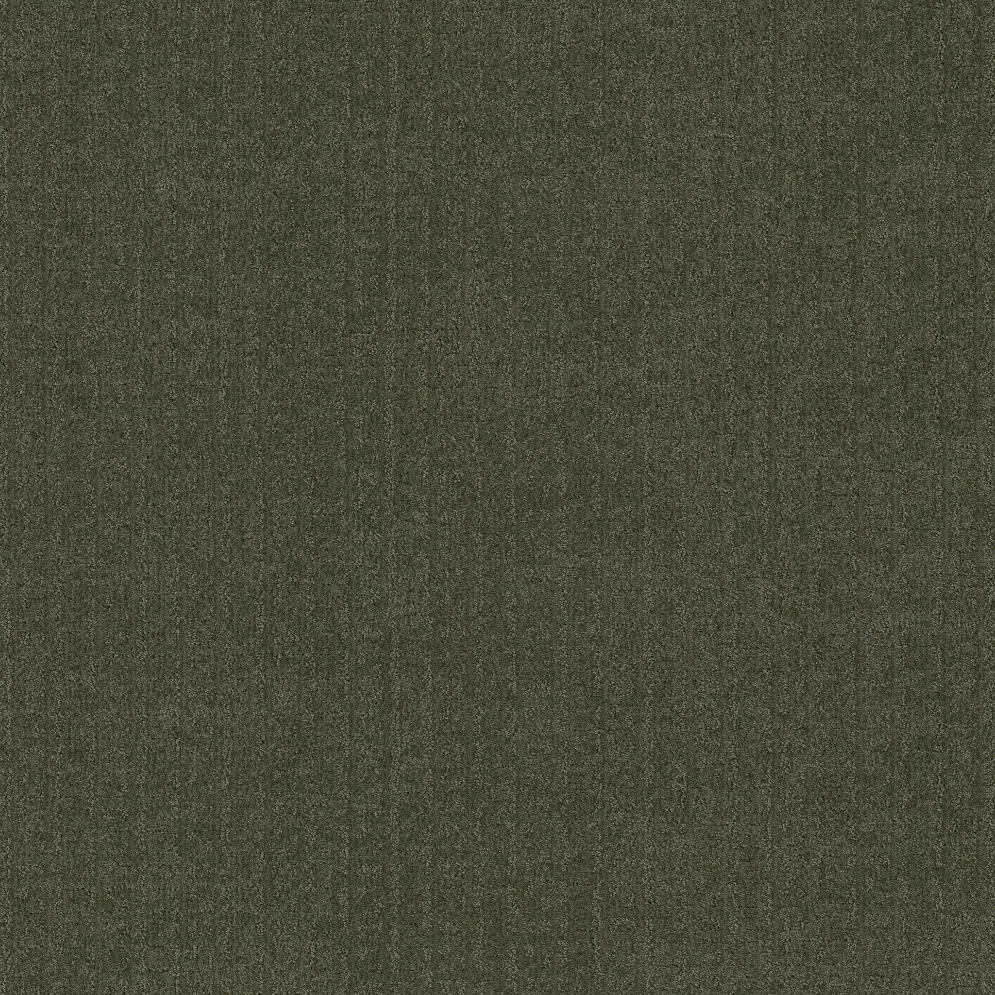 VIGNETTE OLIVE TREE MAIN