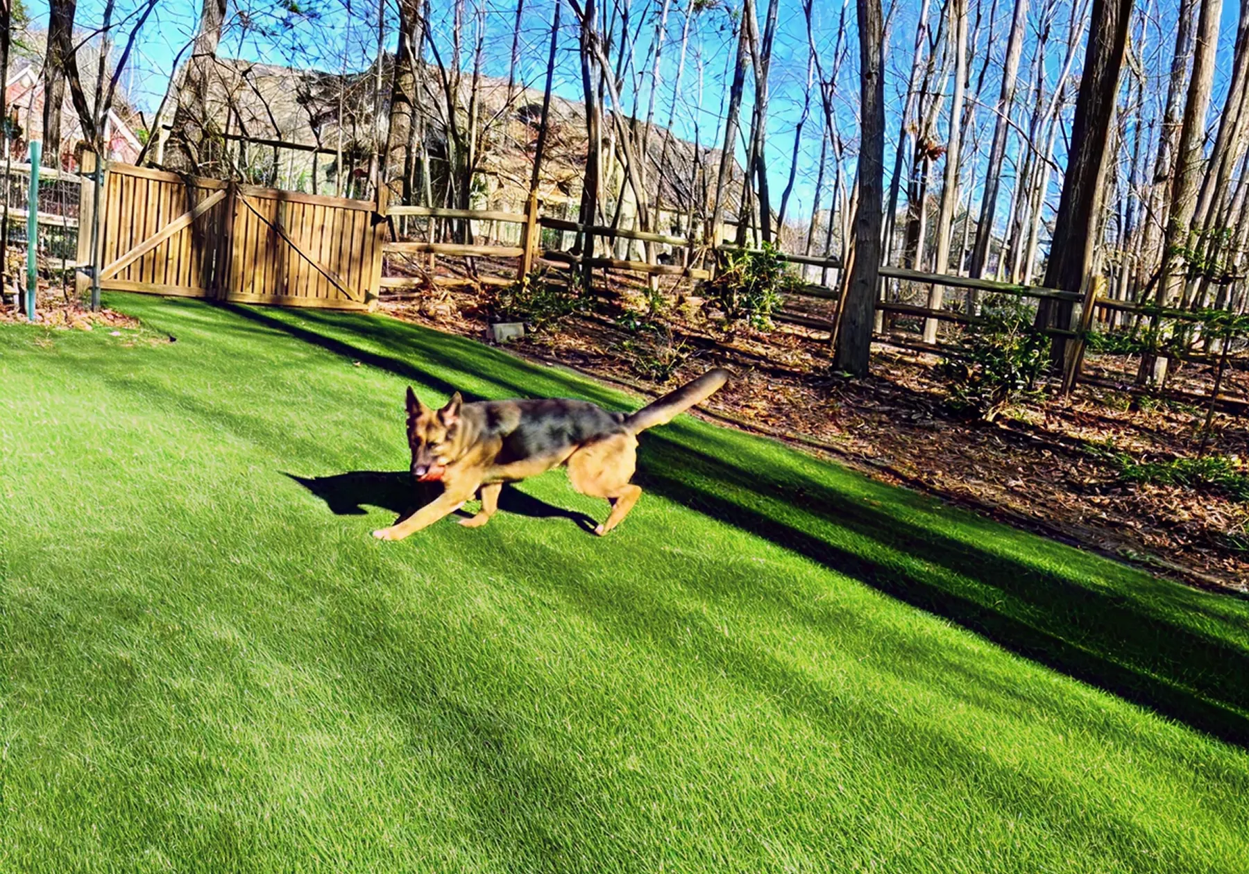 Dog running on artificial grass in a backyard