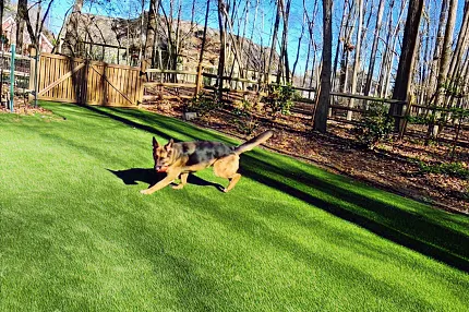 Durable artificial turf for outdoor spaces Dog running on artificial grass in a backyard