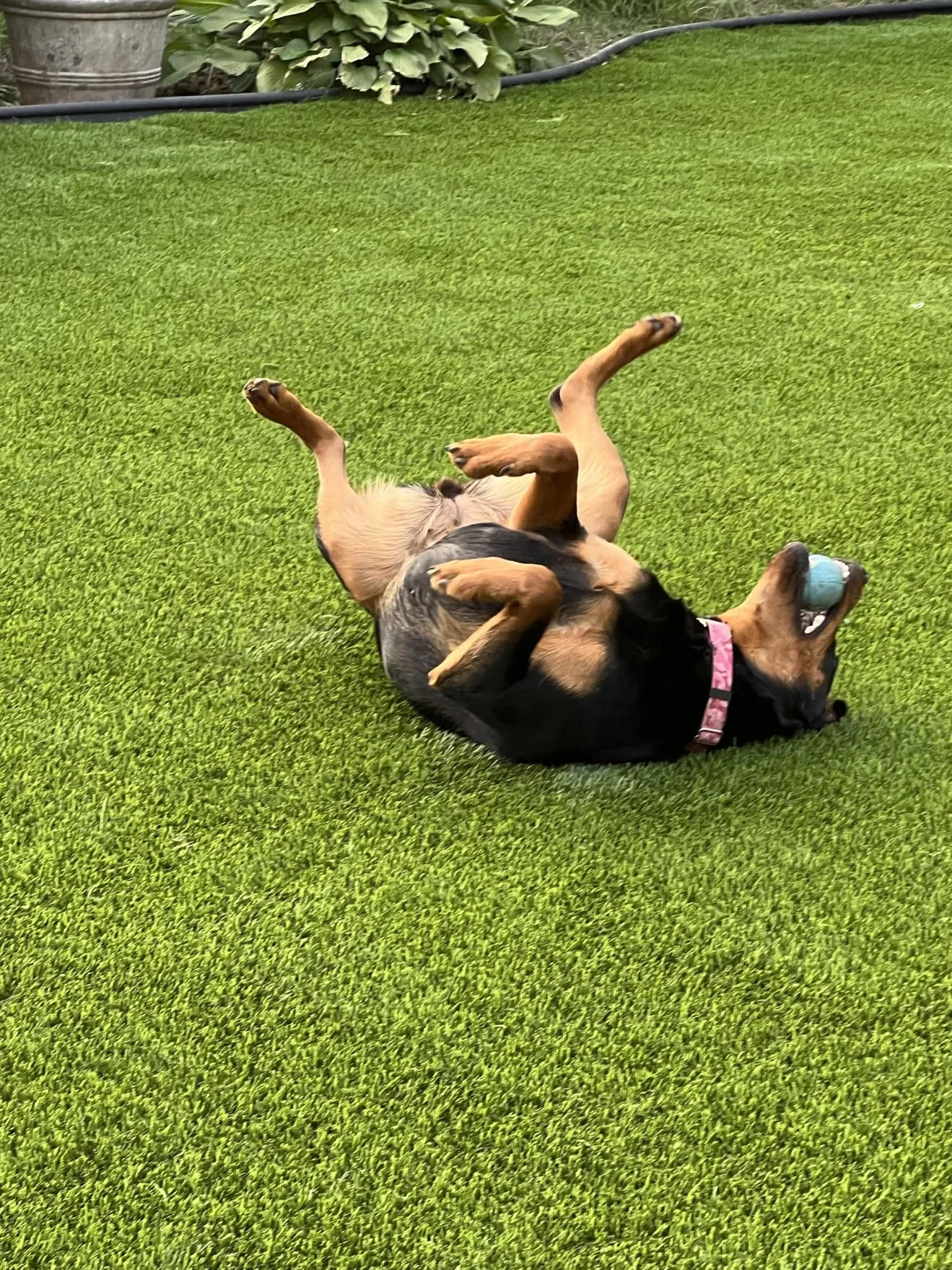 Dog playing on artificial grass lawn