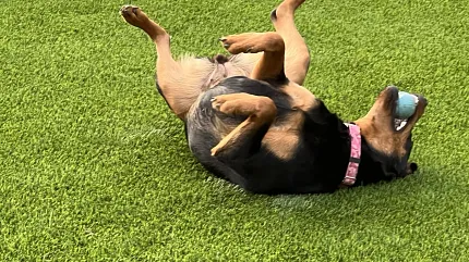 Durable artificial grass for outdoor spaces Dog playing on artificial grass lawn