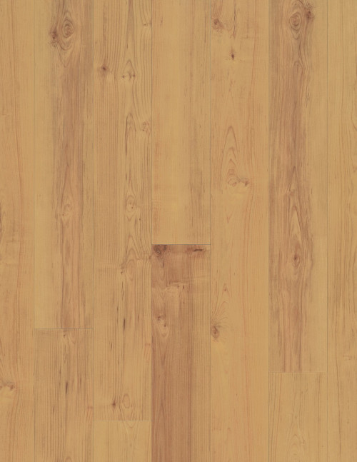 Norwegian Maple