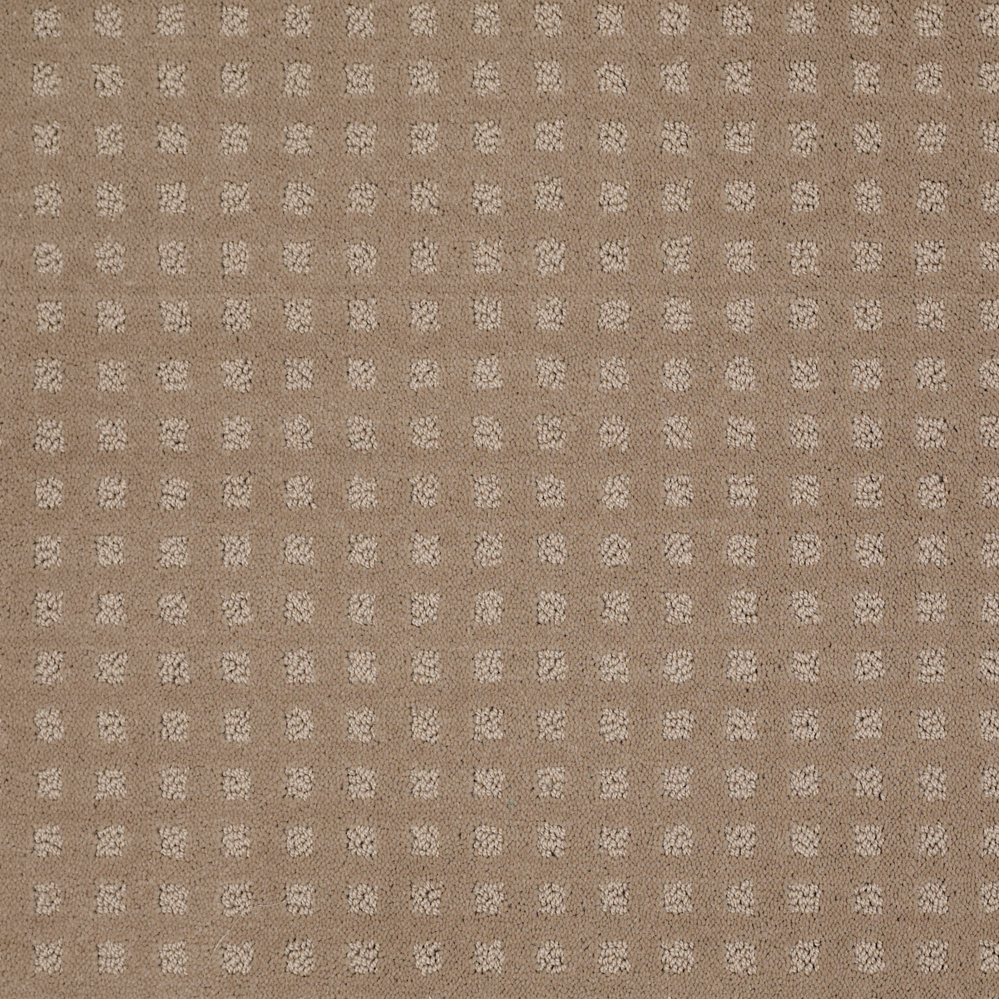 THE FAIR CHAMELEON MAIN