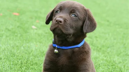Cute dog enjoying outdoor grass area Brown dog with blue collar sitting on green grass
