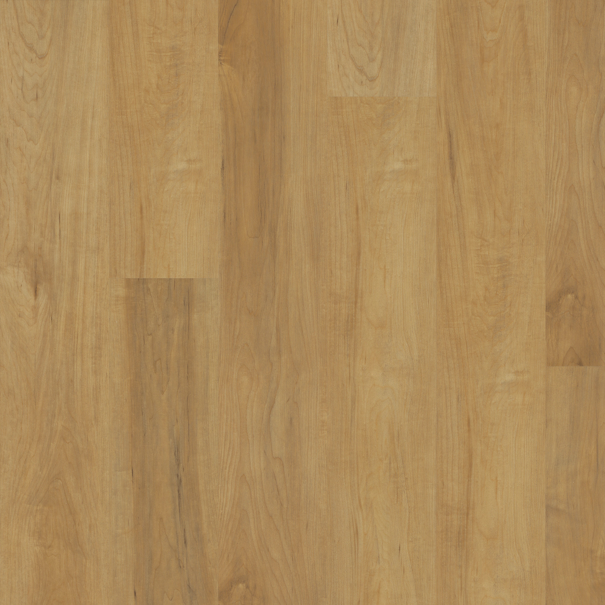 MALTESE DUSTED MAPLE MAIN