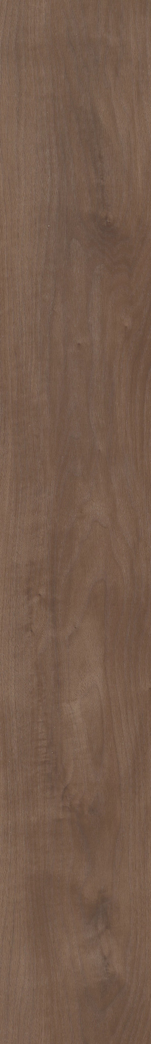 CHROMATIC BEECH 1TO1