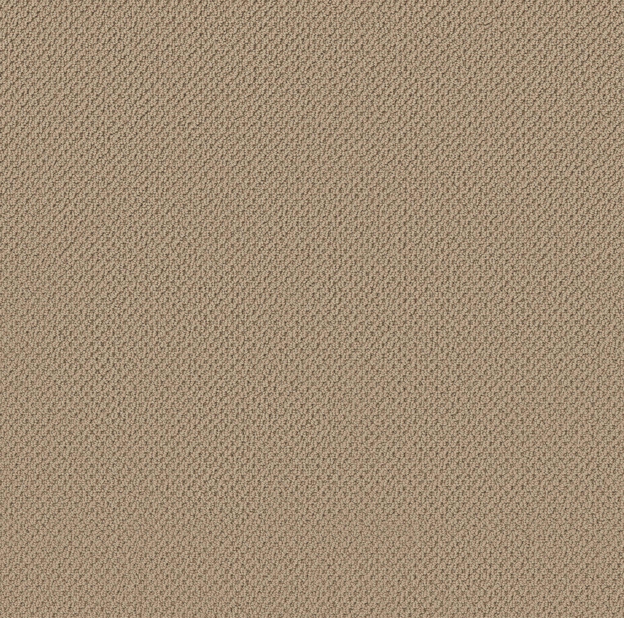 GRACIOUS SAFARI MAIN