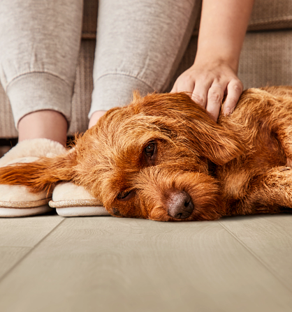 A dog resting beside a woman's feet on luxury vinyl flooring.