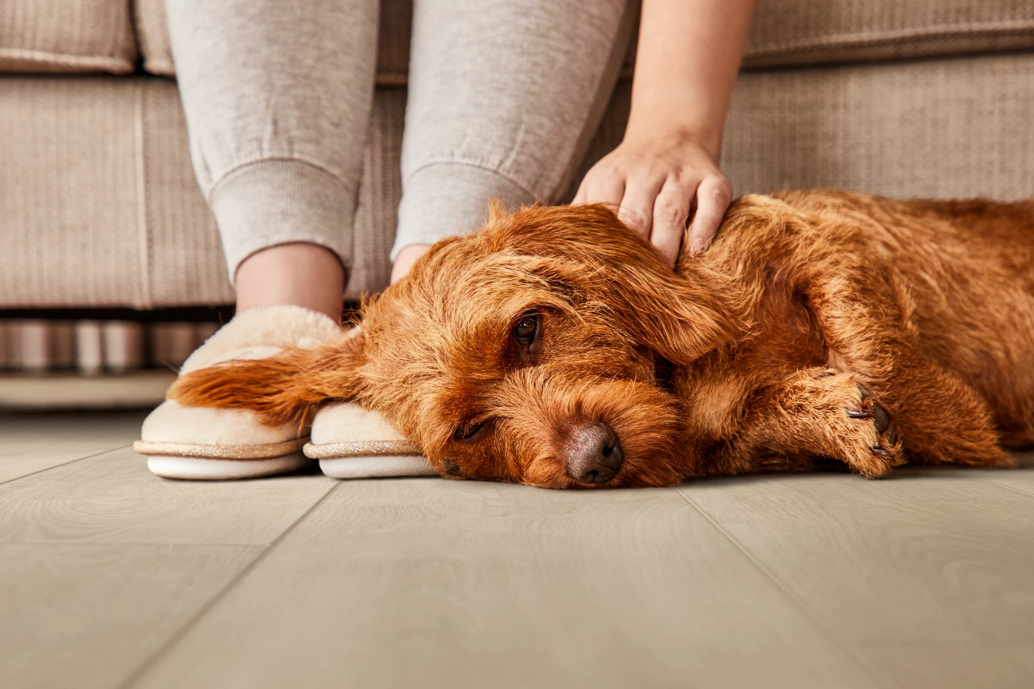 Pet friendly luxury vinyl flooring in a cozy living room setting Cozy living room scene with a relaxed dog on light wood look vinyl flooring