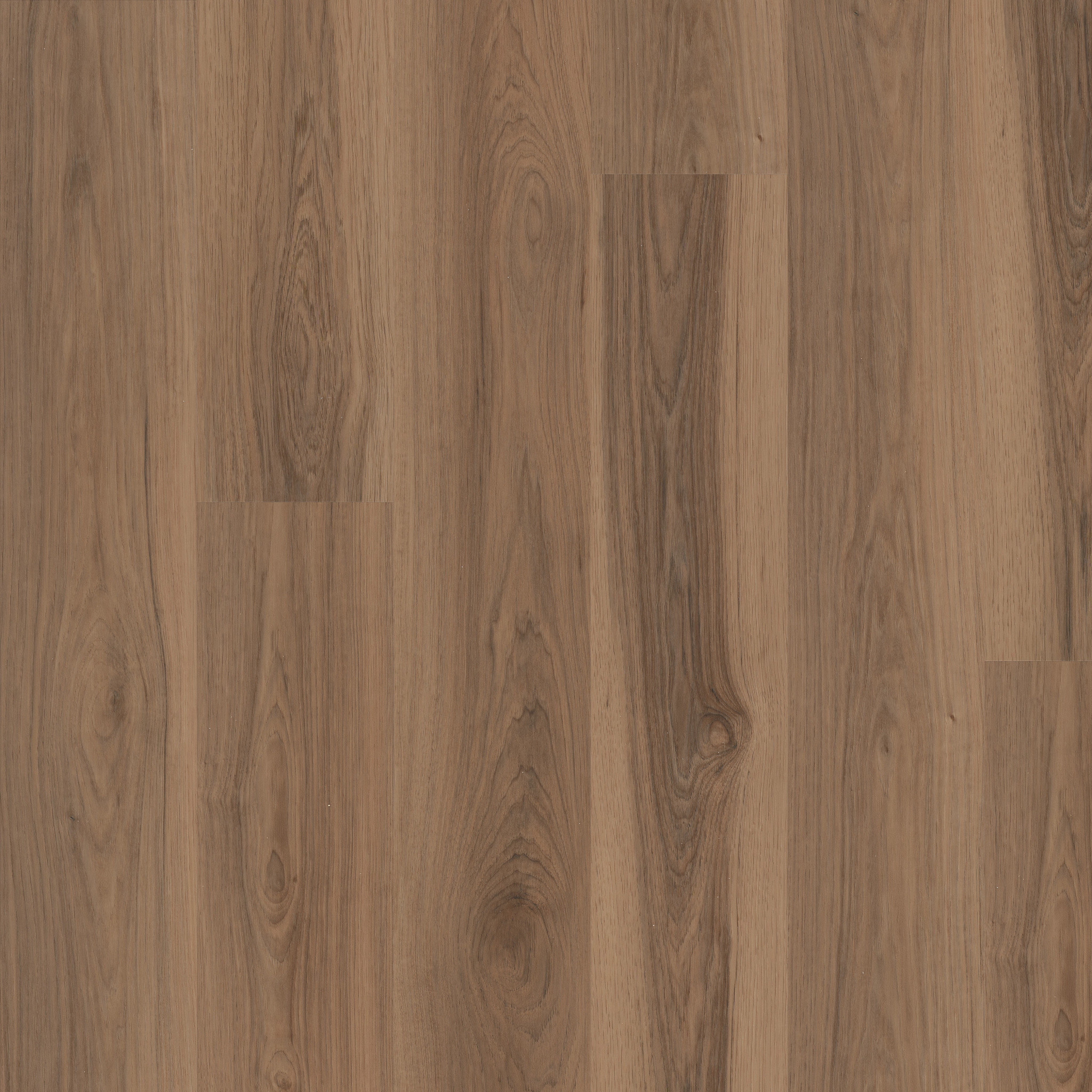 MALTESE SPARROW HICKORY MAIN
