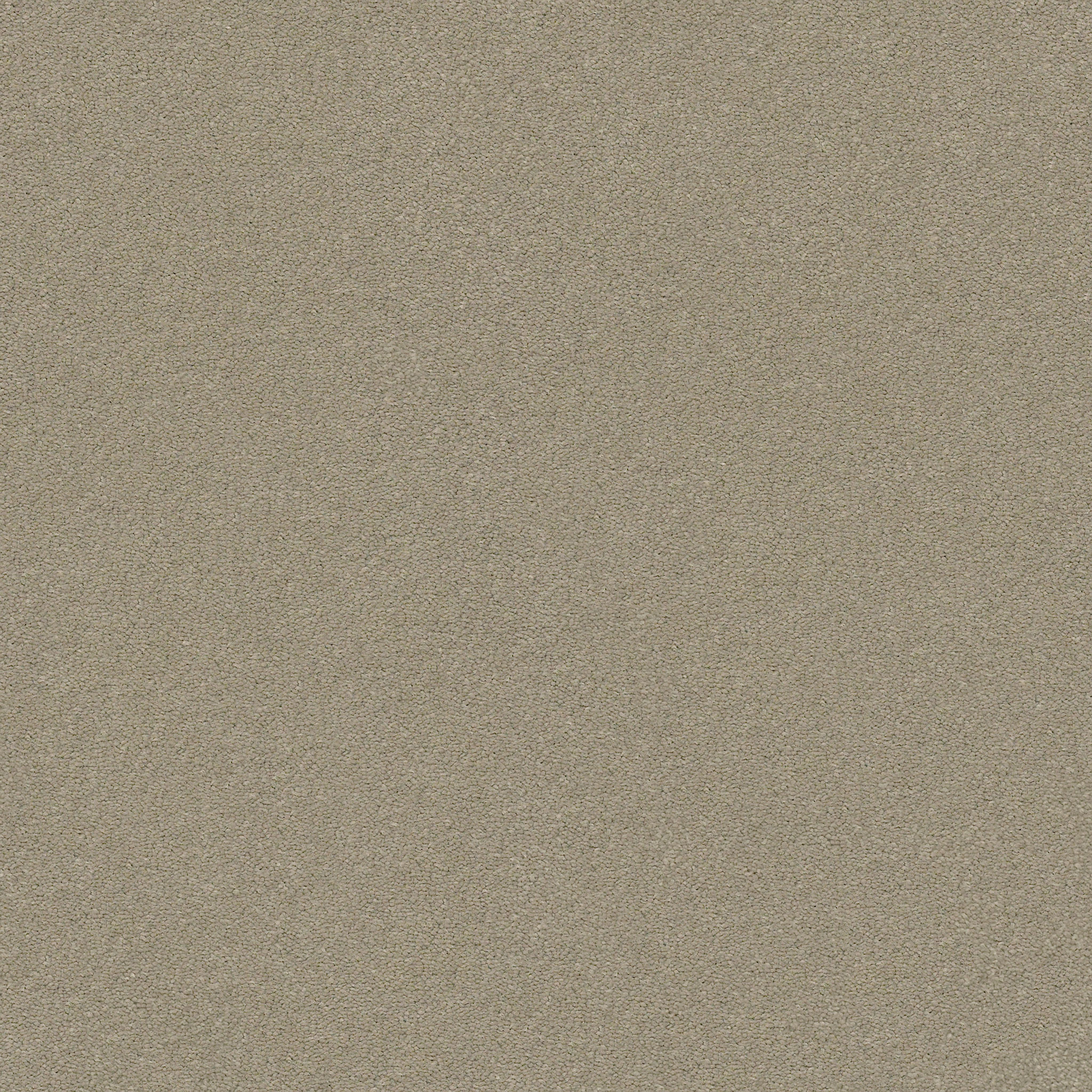 PERFECT CHOICE ELEPHANT EAR MAIN