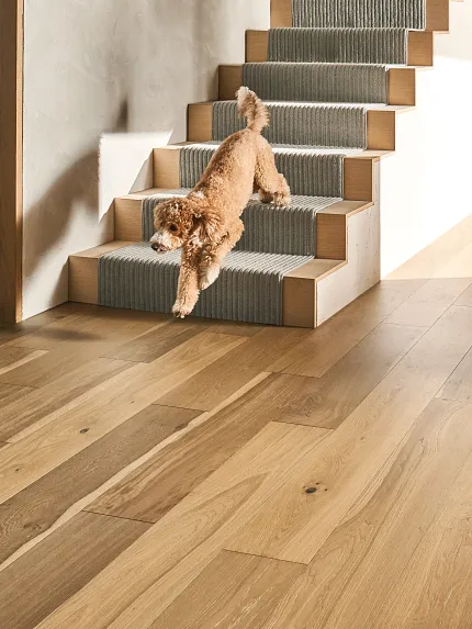 dog running down carpeted stairs Labradoodle type dog running down wooden floating stairs with a stair runner