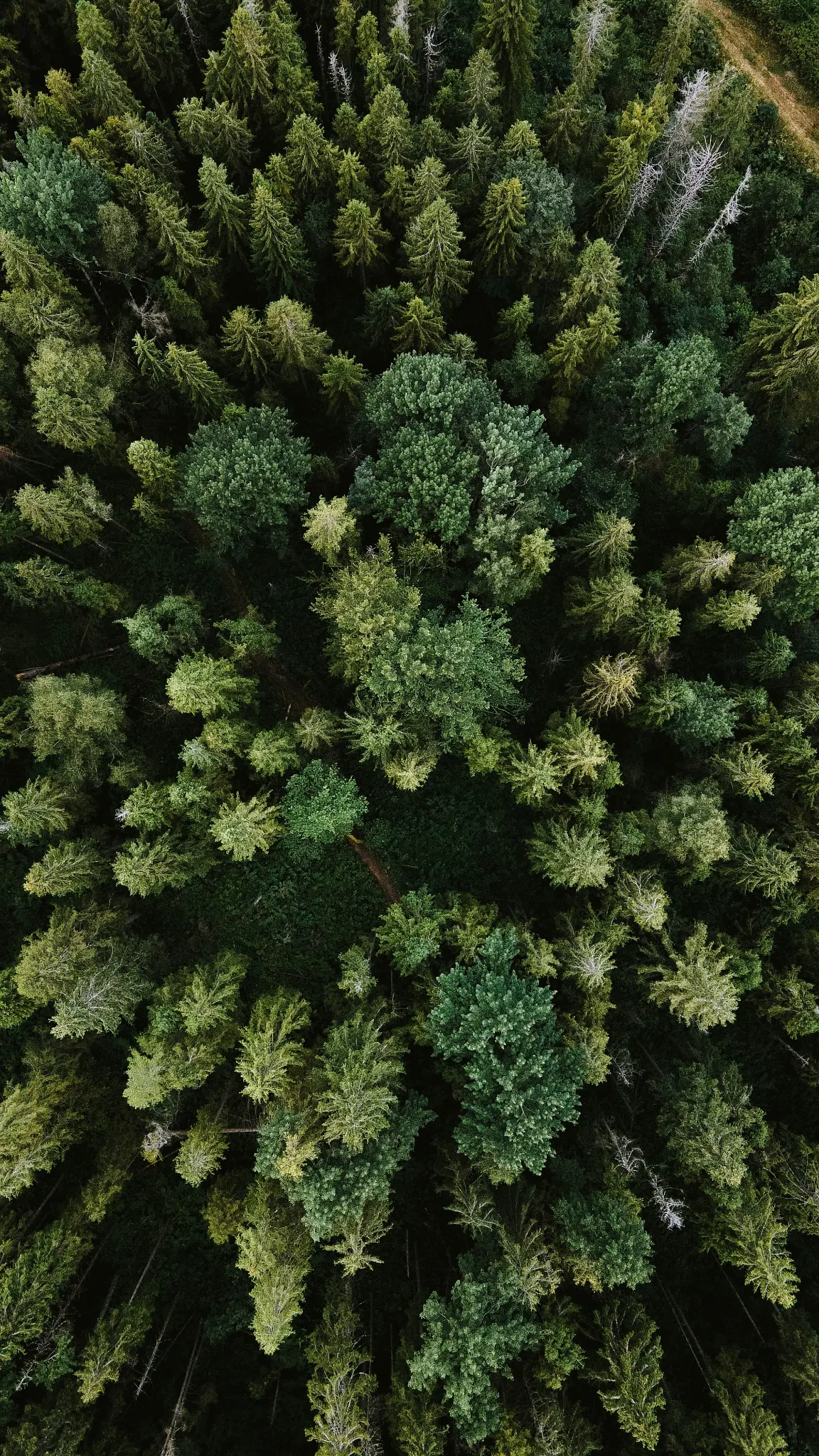 Aerial view of lush green forest