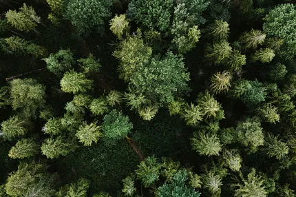 Captivating forest landscape from above Aerial view of lush green forest