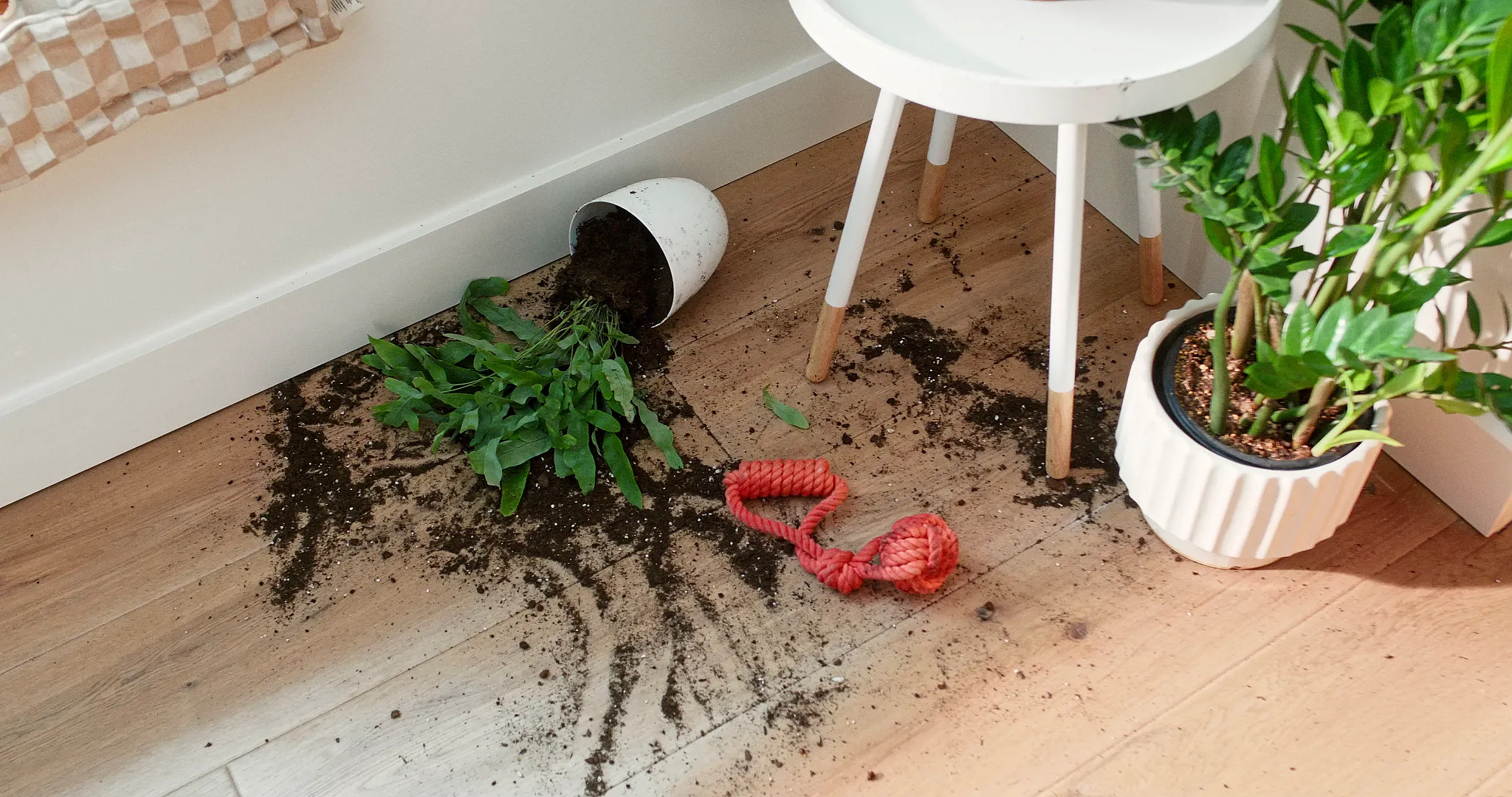 Light wood look luxury vinyl flooring with spilled plant and soil, showcasing durability and easy cleaning.