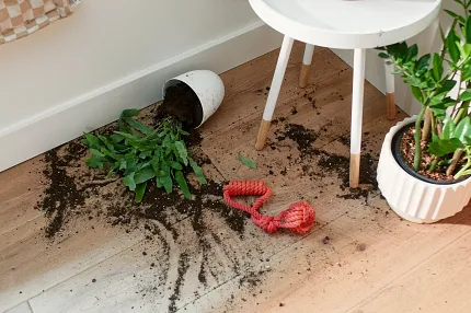 Durable Light Wood Look Luxury Vinyl Flooring - Easy to Clean and Maintain Light wood look luxury vinyl flooring with spilled plant and soil, showcasing durability and easy cleaning.