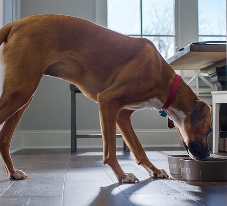 Dog drinking from water bowl