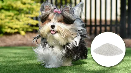 Durable artificial turf with infill for pet-friendly spaces Small dog running on artificial grass with infill sample